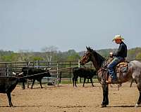 flashy-quarter-horse
