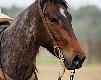 performance-quarter-horse