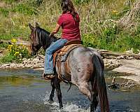 husband-safe-quarter-horse