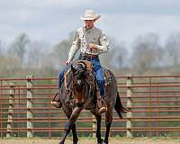 ranch-quarter-horse