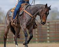 ranch-work-quarter-horse
