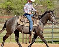 roping-quarter-horse