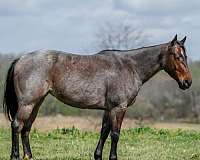show-quarter-horse