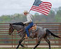 trail-quarter-horse
