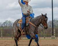 western-riding-quarter-horse