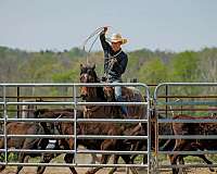 working-cattle-quarter-horse