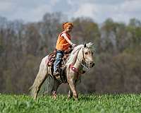 ranch-pony