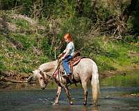 trail-pony