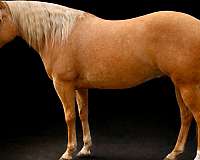 athletic-quarter-horse