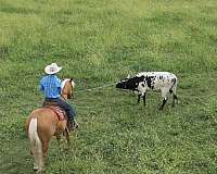 calf-roping-quarter-horse