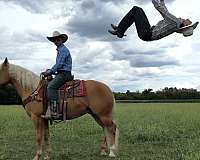 cowboy-mounted-shooting-quarter-horse
