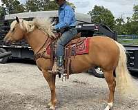 flashy-quarter-horse