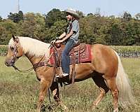 husband-safe-quarter-horse