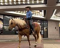 performance-quarter-horse