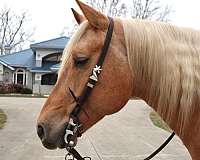 roping-quarter-horse