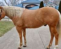 ranch-versatility-quarter-horse