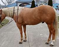 ranch-work-quarter-horse