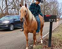 show-quarter-horse
