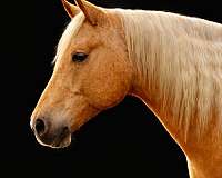 team-roping-quarter-horse