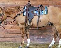 athletic-quarter-horse