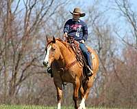 beginner-quarter-horse