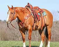 flashy-quarter-horse
