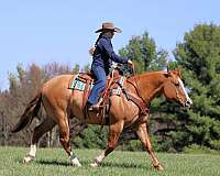 kid-safe-quarter-horse