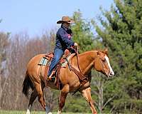 performance-quarter-horse