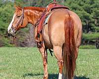 ranch-quarter-horse