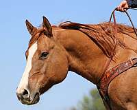 ranch-versatility-quarter-horse