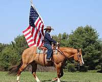 ranch-work-quarter-horse