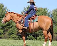 show-quarter-horse