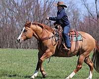 trail-quarter-horse
