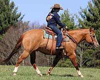 trail-riding-quarter-horse