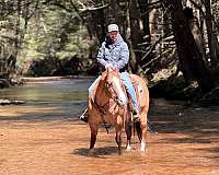 western-riding-quarter-horse
