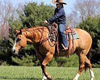 working-cattle-quarter-horse