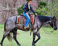 athletic-quarter-horse