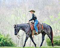 calf-roping-quarter-horse
