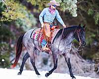 flashy-quarter-horse