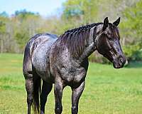 jumping-quarter-horse