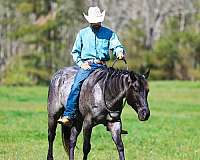 performance-quarter-horse