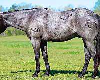 kid-safe-quarter-horse