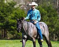 ranch-quarter-horse