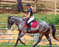 ranch-work-quarter-horse