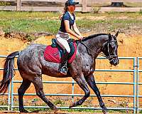 ridden-english-quarter-horse