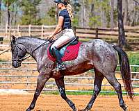 ridden-western-quarter-horse