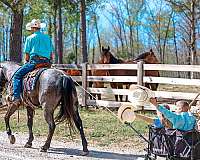 show-quarter-horse