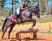 trail-quarter-horse