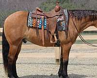 athletic-quarter-horse