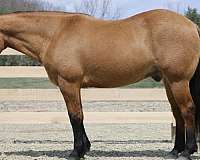 calf-roping-quarter-horse